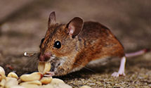 24 Hour & Emergency Exterminators in Bonita Springs, FL